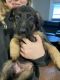 German Shepherd Puppies for sale in Braintree, MA, USA. price: NA