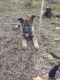 German Shepherd Puppies for sale in Browns Mills, Pemberton Township, NJ 08015, USA. price: $2,000