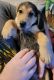 German Shepherd Puppies for sale in Stanwood, WA 98292, USA. price: $700