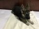 German Shepherd Puppies for sale in McDonough, NY 13801, USA. price: NA