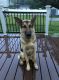 German Shepherd Puppies for sale in Troy, MI, USA. price: $1,700