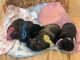 German Shepherd Puppies for sale in Branson, MO 65616, USA. price: NA