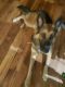 German Shepherd Puppies for sale in 6917 N 71st Ave, Glendale, AZ 85303, USA. price: NA