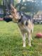 German Shepherd Puppies for sale in Olney, MD, USA. price: $4,000