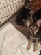German Shepherd Puppies for sale in Memphis, TN, USA. price: NA