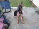 German Shepherd Puppies for sale in Greer, SC, USA. price: NA