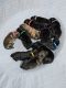 German Shepherd Puppies for sale in Blaine, TN, USA. price: NA