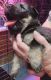 German Shepherd Puppies for sale in Lake Mills, IA 50450, USA. price: NA