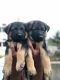 German Shepherd Puppies for sale in Belagavi, Karnataka, India. price: 30000 INR