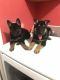 German Shepherd Puppies for sale in Cornelia, GA, USA. price: $500