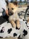 German Shepherd Puppies for sale in Perris, CA, USA. price: $200