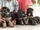 German Shepherd Puppies for sale in Yapral, Secunderabad, Telangana, India. price: 25000 INR