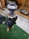 German Shepherd Puppies for sale in Southport, NC 28461, USA. price: NA