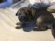 German Shepherd Puppies for sale in Lorain, OH, USA. price: $950