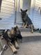 German Shepherd Puppies for sale in Bellefontaine, OH 43311, USA. price: $600