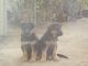German Shepherd Puppies for sale in Buffalo, WY 82834, USA. price: $900