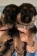 German Shepherd Puppies for sale in Punta Gorda, FL, USA. price: $2,200
