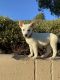 German Shepherd Puppies for sale in Laguna Hills, CA, USA. price: NA