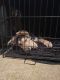 German Shepherd Puppies for sale in Johnstown, PA, USA. price: $500