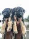 German Shepherd Puppies for sale in Belagavi, Karnataka, India. price: 25000 INR