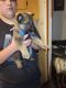 German Shepherd Puppies for sale in Shelbyville, IN 46176, USA. price: $500