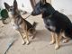 German Shepherd Puppies for sale in Buena Park, CA 90620, USA. price: $1,500