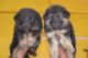 German Shepherd Puppies for sale in Perungudi, Chennai, Tamil Nadu, India. price: 15000 INR