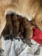 German Shepherd Puppies for sale in 9770 Hastings Blvd, Riverside, CA 92509, USA. price: NA