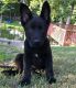 German Shepherd Puppies for sale in California City, CA, USA. price: NA
