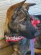 German Shepherd Puppies for sale in Gadsden, AL, USA. price: $1,200