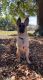 German Shepherd Puppies for sale in Mooresville, NC, USA. price: NA
