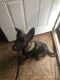 German Shepherd Puppies for sale in 8421 Outer Dr E, Detroit, MI 48213, USA. price: NA
