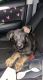 German Shepherd Puppies for sale in Norfolk, VA, USA. price: $300