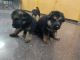 German Shepherd Puppies for sale in Tiruvallur High Rd, Manavalanagar, Tamil Nadu, India. price: 20000 INR