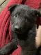 German Shepherd Puppies for sale in Springfield, OH, USA. price: NA