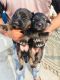 German Shepherd Puppies for sale in Modinagar - Niwari Rd, New Colony, Bank Colony, Modinagar, Uttar Pradesh 201204, India. price: 13 INR