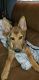 German Shepherd Puppies for sale in Middle Island, NY 11953, USA. price: $1,000