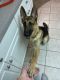 German Shepherd Puppies for sale in Moriches, NY, USA. price: $500