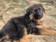 German Shepherd Puppies for sale in Champaign, IL, USA. price: $3,000