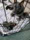 German Shepherd Puppies for sale in Beaverdam, VA 23015, USA. price: $750