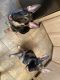 German Shepherd Puppies for sale in Middlesex County, NJ, USA. price: $900