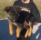 German Shepherd Puppies for sale in Whitesboro, TX 76273, USA. price: NA