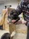 German Shepherd Puppies for sale in Bowdon, ND 58418, USA. price: NA