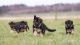 German Shepherd Puppies for sale in Caney, KS 67333, USA. price: NA