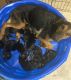 German Shepherd Puppies for sale in Othello, WA 99344, USA. price: $200