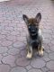 German Shepherd Puppies for sale in New York, NY, USA. price: $2,500