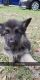 German Shepherd Puppies for sale in Avon Park, FL 33825, USA. price: $1,000