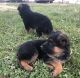 German Shepherd Puppies for sale in Bloomfield, IA 52537, USA. price: NA