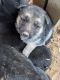 German Shepherd Puppies for sale in Springville, IN 47462, USA. price: NA