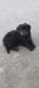 German Shepherd Puppies for sale in Bennett, CO 80102, USA. price: $400